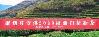 聚划算汇聚福建携手福鼎白茶开茶节，赏2020新春白茶