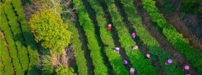 酝酿“重出江湖” 梅州蕉特茶从“芯”出发